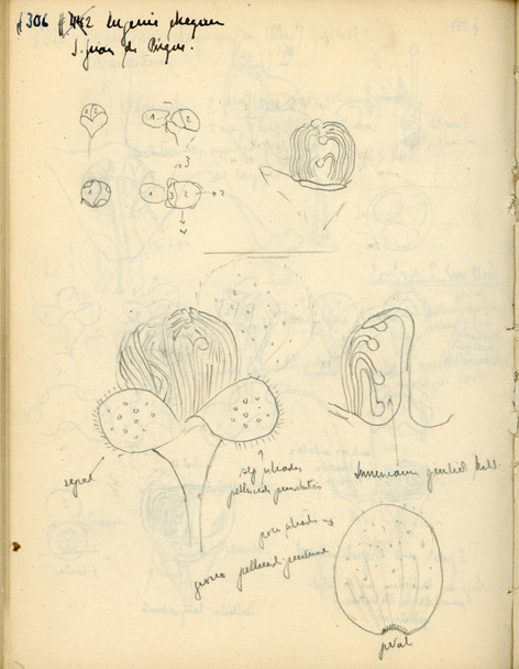 figura 2